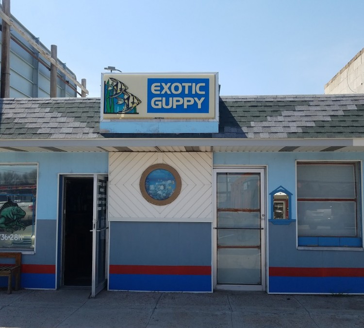 exotic-guppy-photo